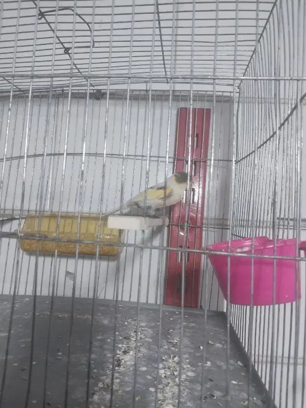 دو عدد قناری قرص|پرنده|محمدیه-قزوین, |دیوار