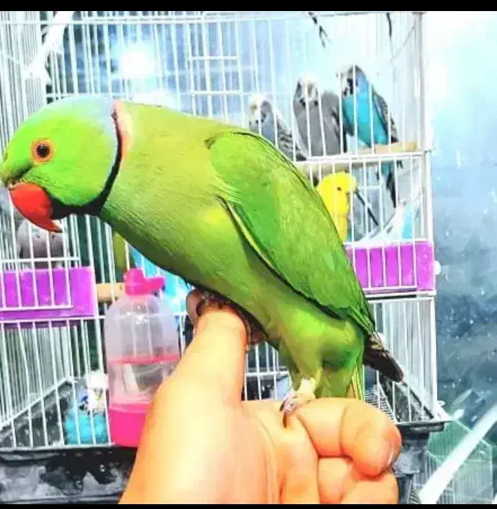 هایپر پرندگان|پرنده|بیجار, |دیوار