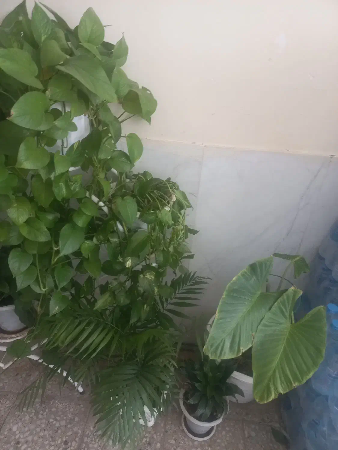 گل طبیعی|گل و گیاه طبیعی|شهرکرد, |دیوار