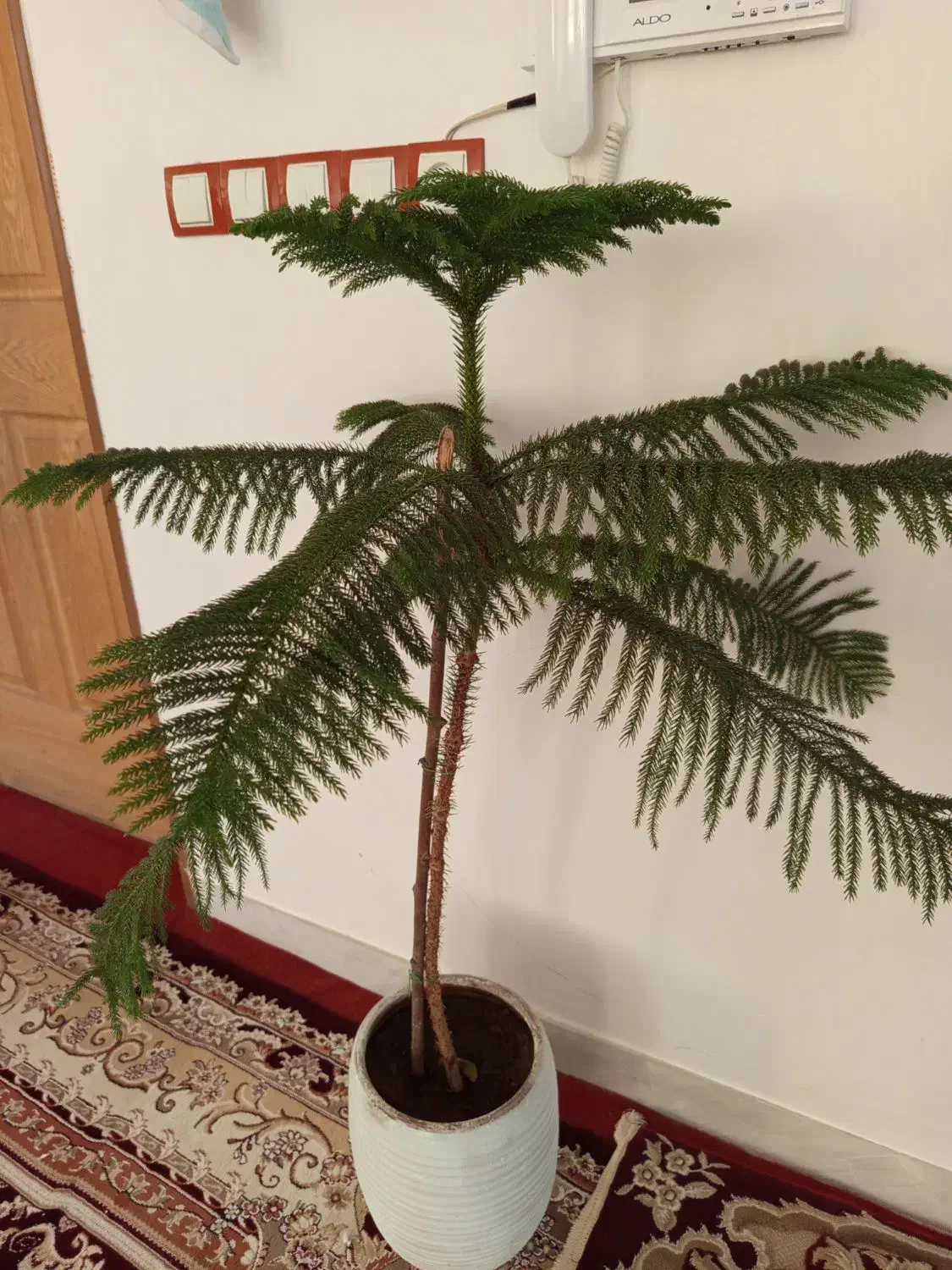 کاج مطلق بلند|گل و گیاه طبیعی|کرمانشاه, |دیوار