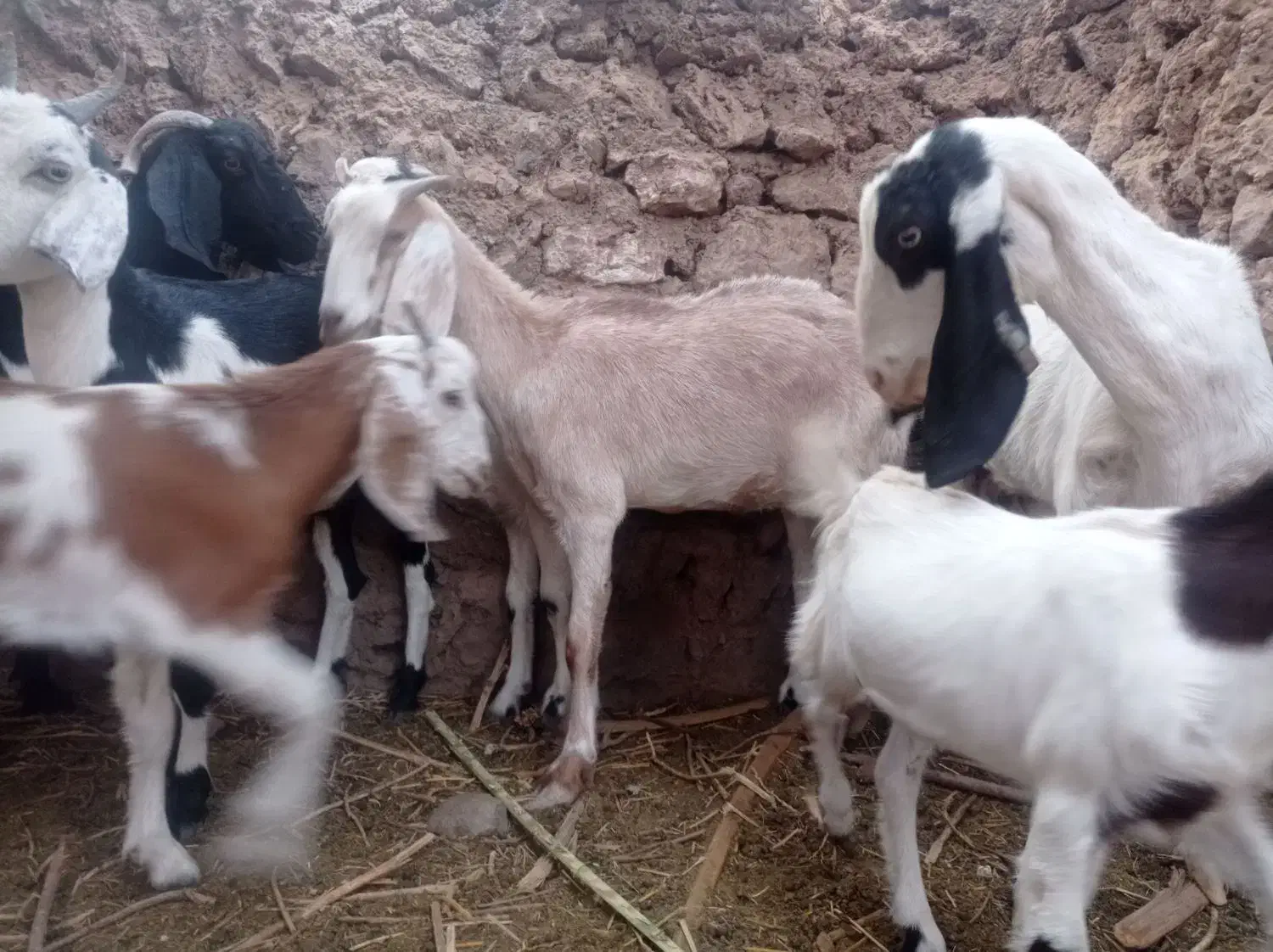 بامتور معامله میکنه 200|حیوانات مزرعه|گلباف, |دیوار