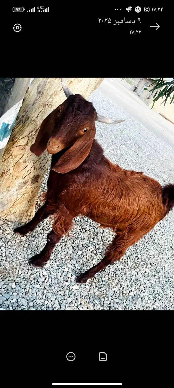 فروش چپشت چاق سرحال|حیوانات مزرعه|حور, |دیوار