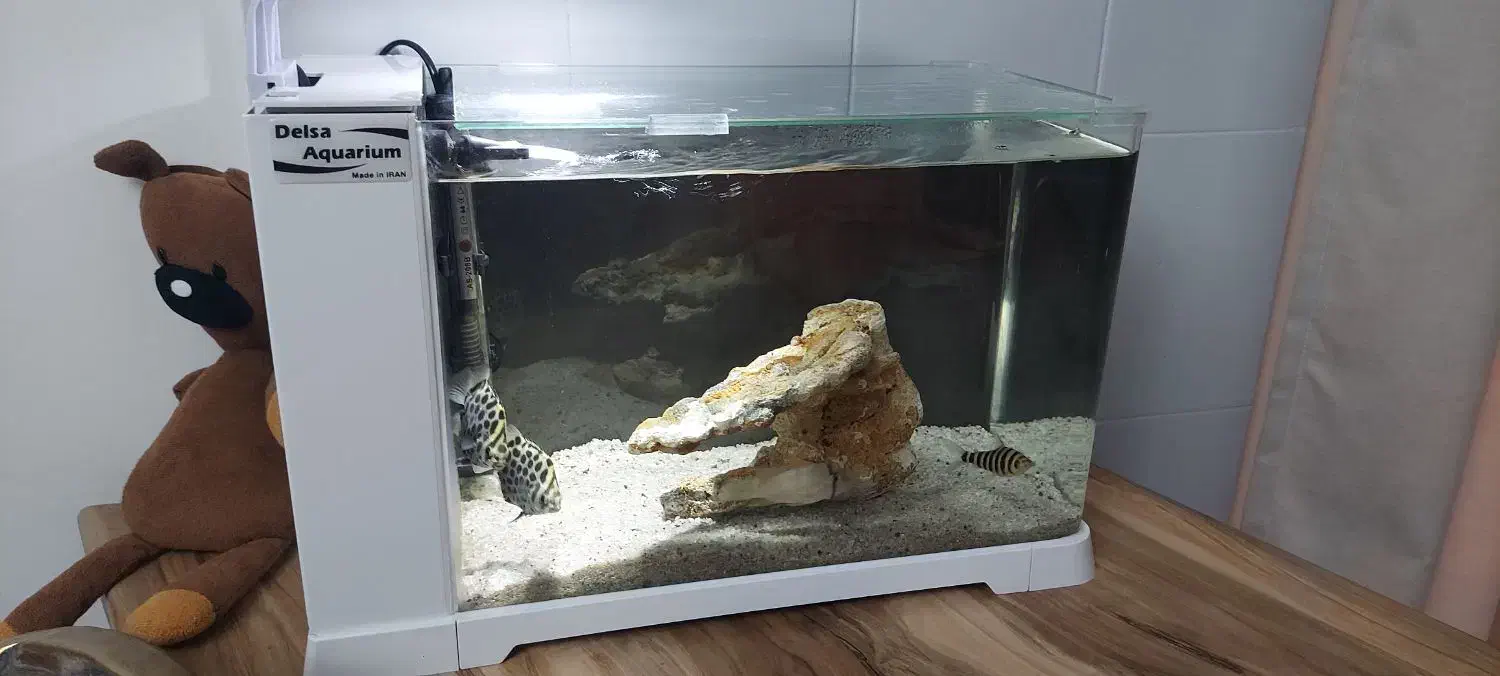 آکواریوم|ماهی|کرج, کوی کارمندان شمالی|دیوار