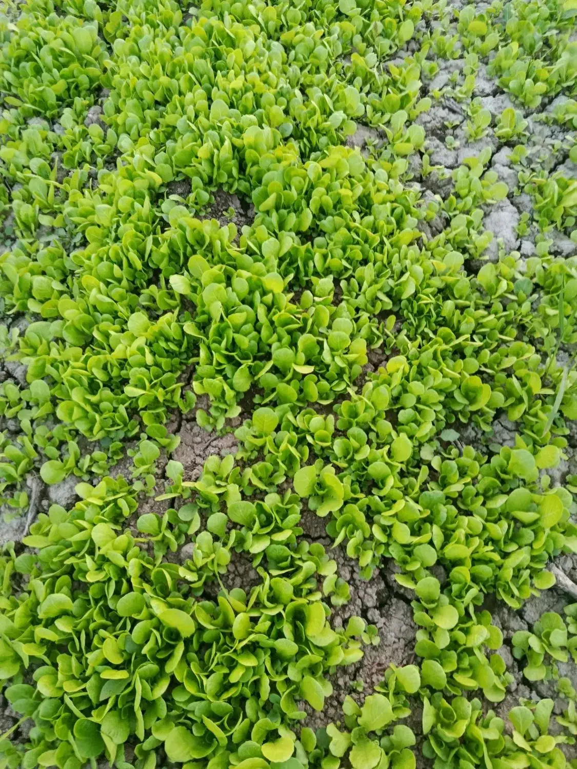 نشای کاهو بذر خوب|خدمات باغبانی و درختکاری|کردکوی, |دیوار