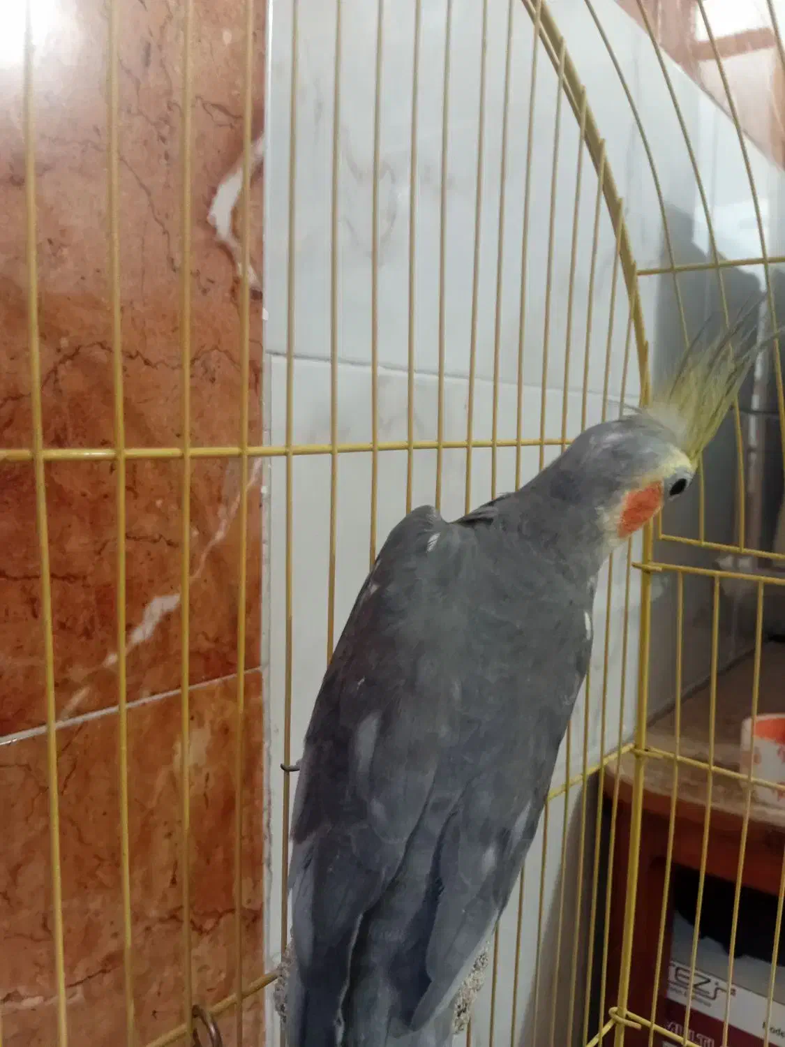 عروس هلندی|پرنده|علی‌آباد کتول, |دیوار