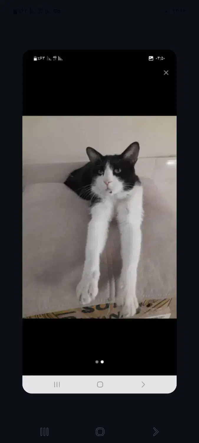 گربه گم شده پارک لاله   گربه سیاه و سفید|حیوانات|تهران, بلوار کشاورز|دیوار