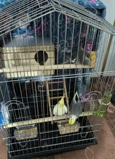 یک جفت عروس هلندی مولد|پرنده|کوهدشت, |دیوار