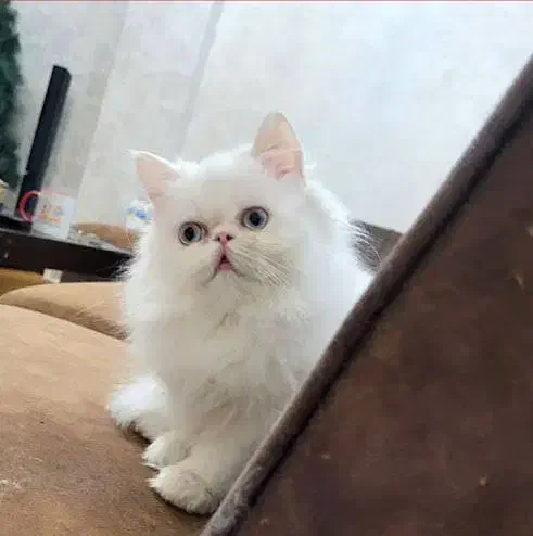 گربه پرشین سفید همه چیو داره|گربه|تهران, صادقیه|دیوار