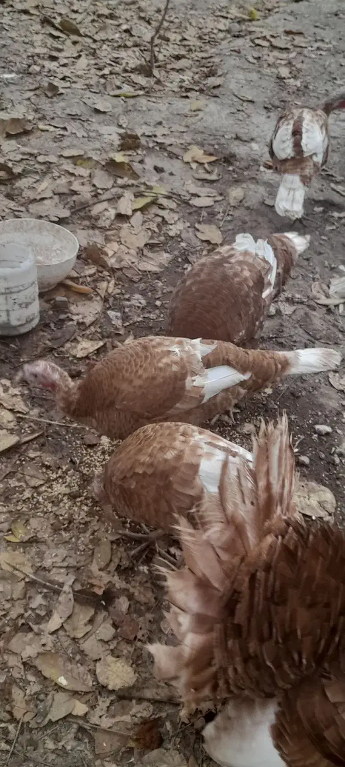 بوقلمون|حیوانات مزرعه|مشگین شهر, |دیوار