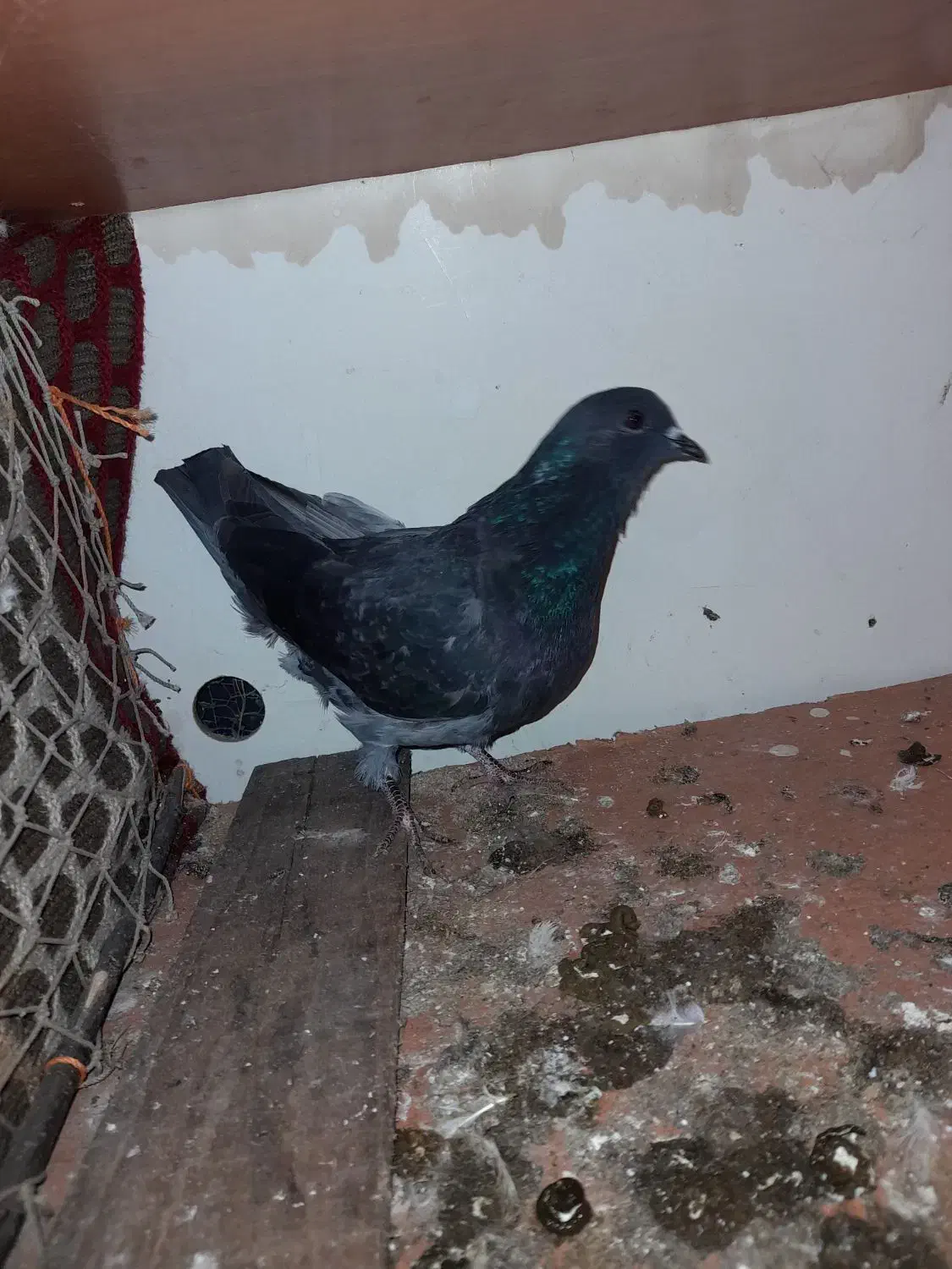 کفتر (کبوتر) ۲عدد|پرنده|شفت, |دیوار