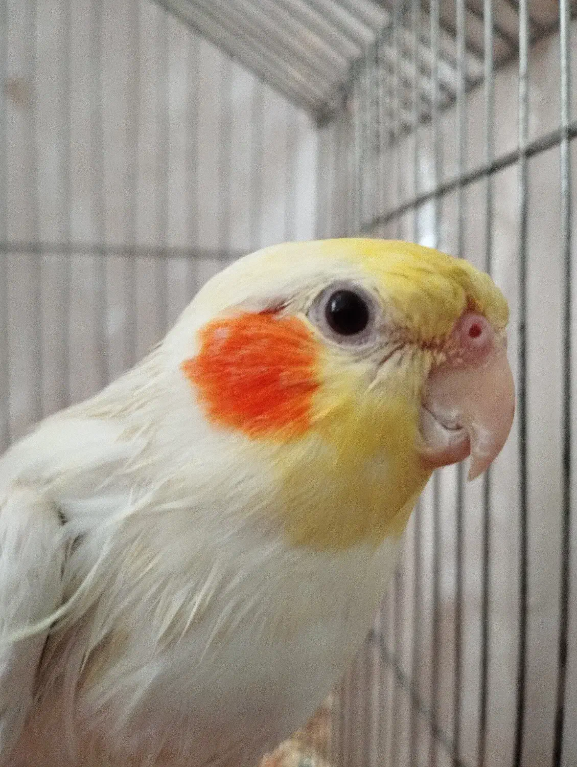 عروس هلندی گمشده چهارراه وکیل آقا|حیوانات|کرمانشاه, |دیوار