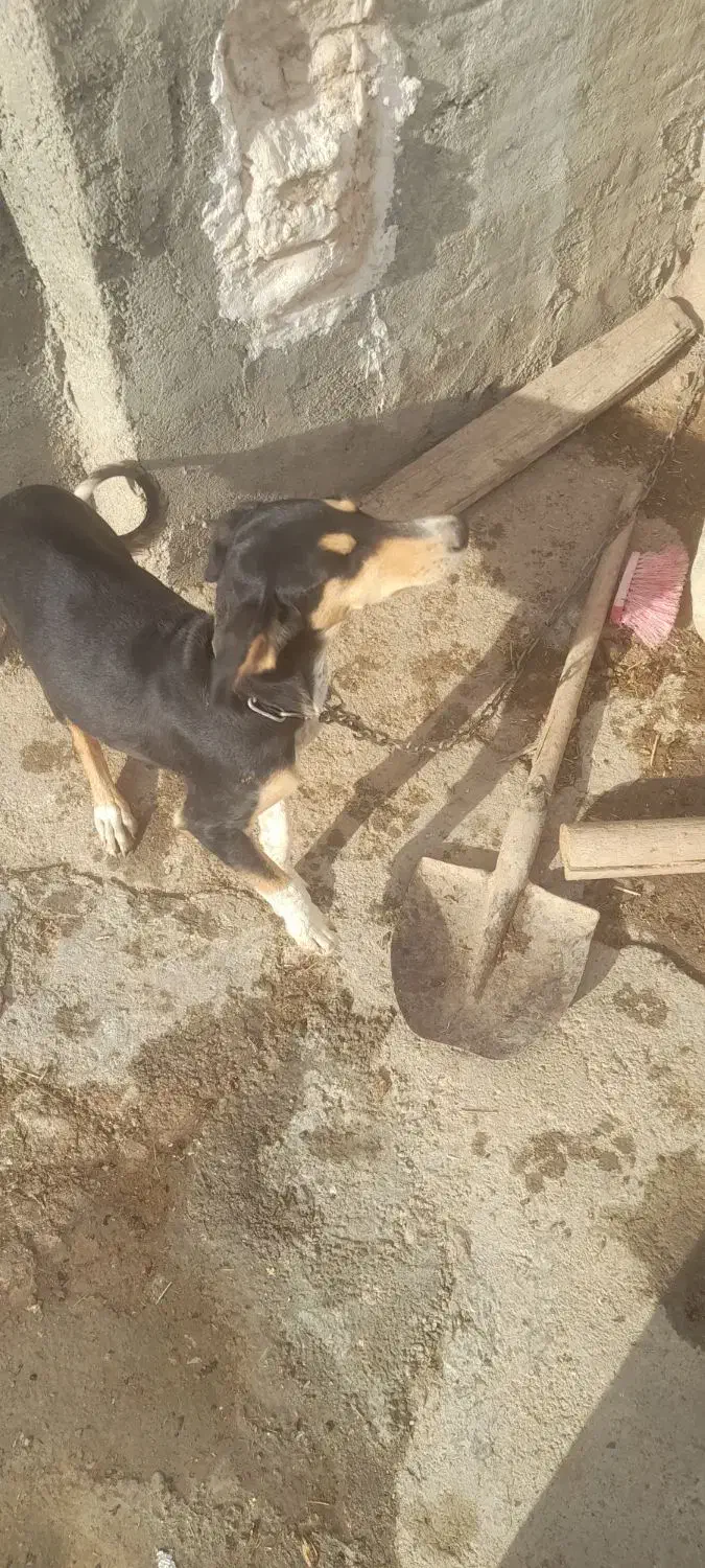 سگ تانجی|سگ|حمیل, |دیوار