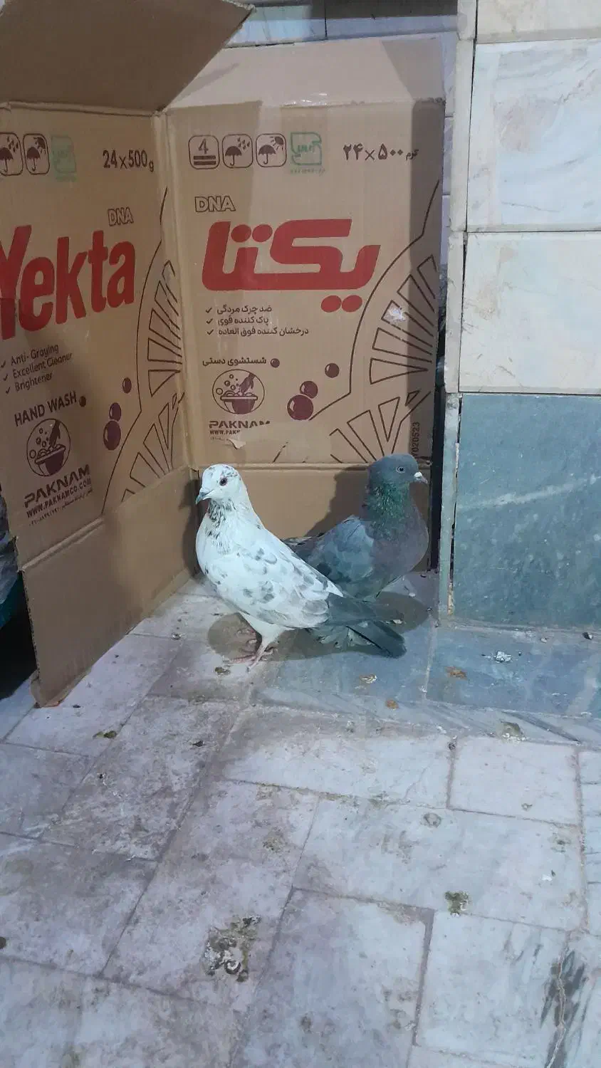 کفتر یاکبوتر|پرنده|قم, ولیعصر|دیوار