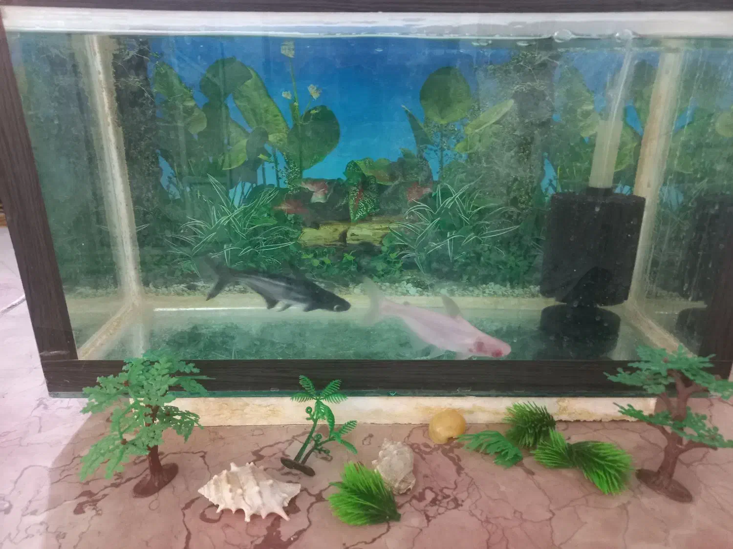 آکواریو و پن کوسه (فوری)|ماهی|بافت, |دیوار