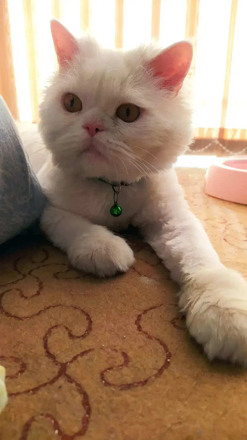 گربه پرشین نر|گربه|اصفهان, کوی شهید کشوری|دیوار