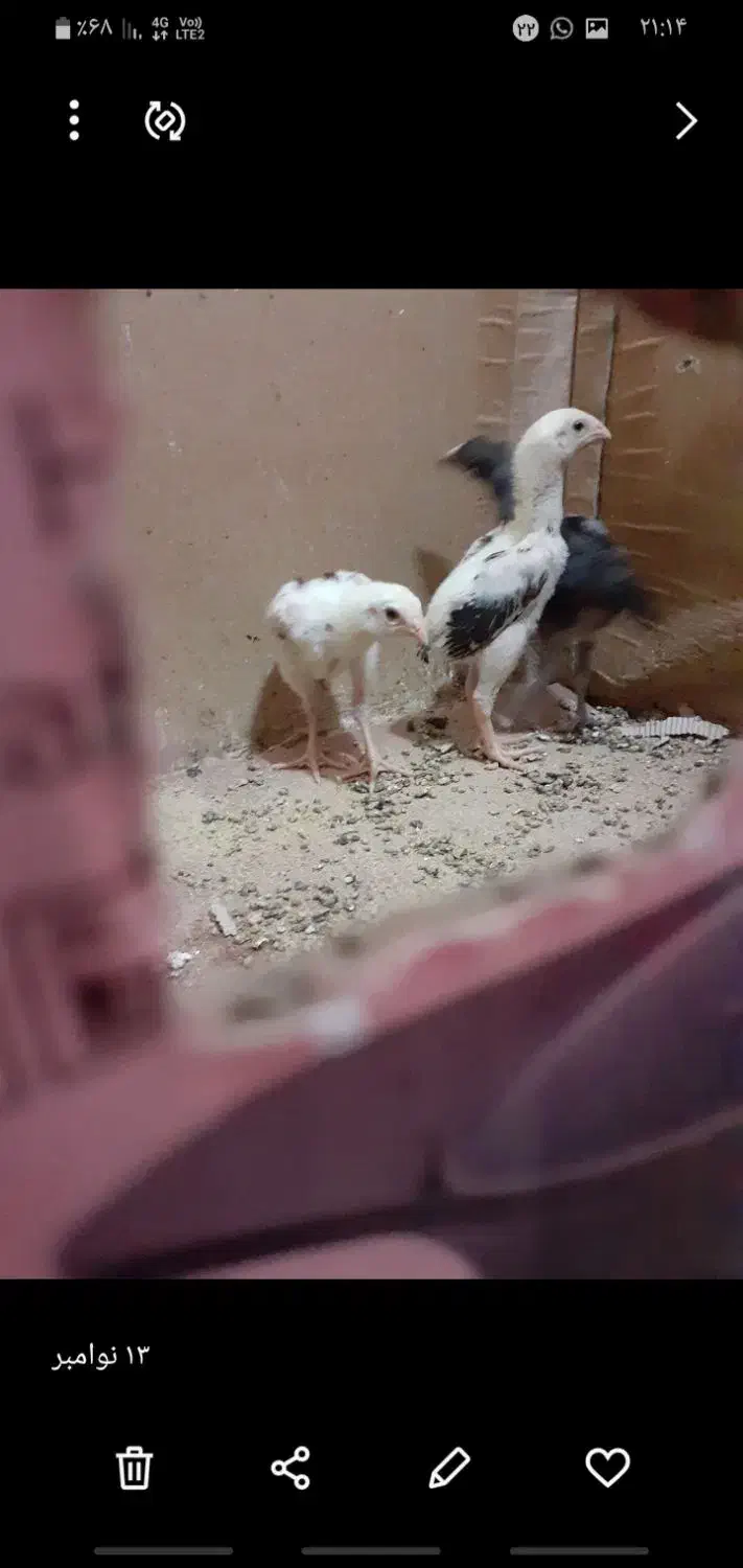 جوجه اوشامواصیلمعاوضه با دانه پارس|حیوانات مزرعه|مزرعه کتول, |دیوار