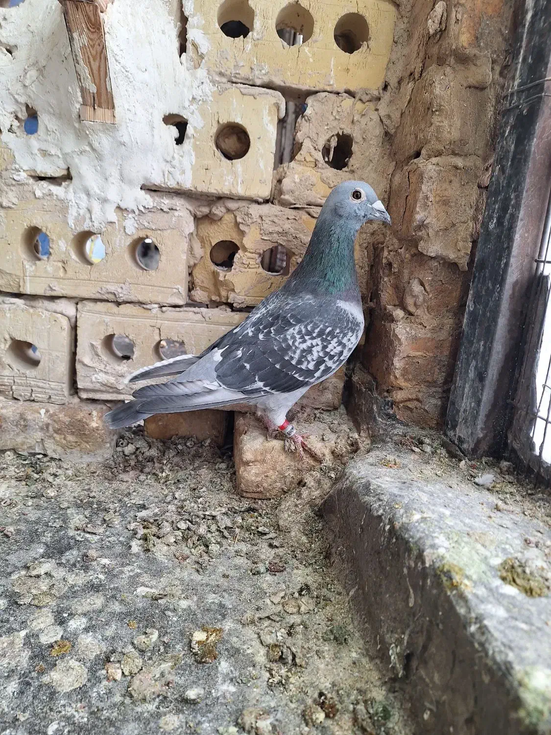 کبوتر|پرنده|شاندیز, |دیوار