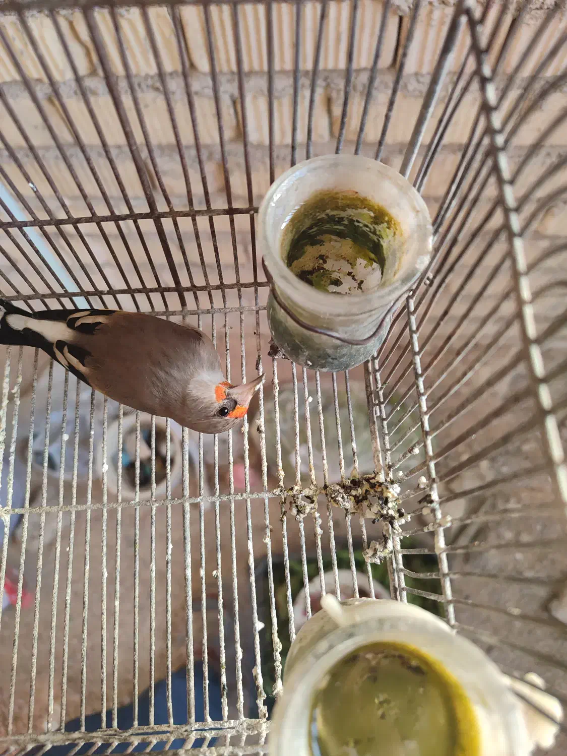 سهره کرمانی ماده اماده|پرنده|شیراز, شهرک گلستان|دیوار