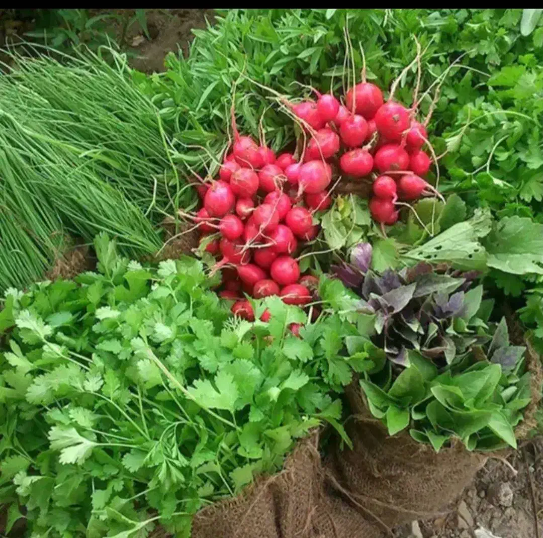 پخش عمده سبزی|خوردنی و آشامیدنی|تهران, میدان میوه و تره‌بار مرکزی|دیوار