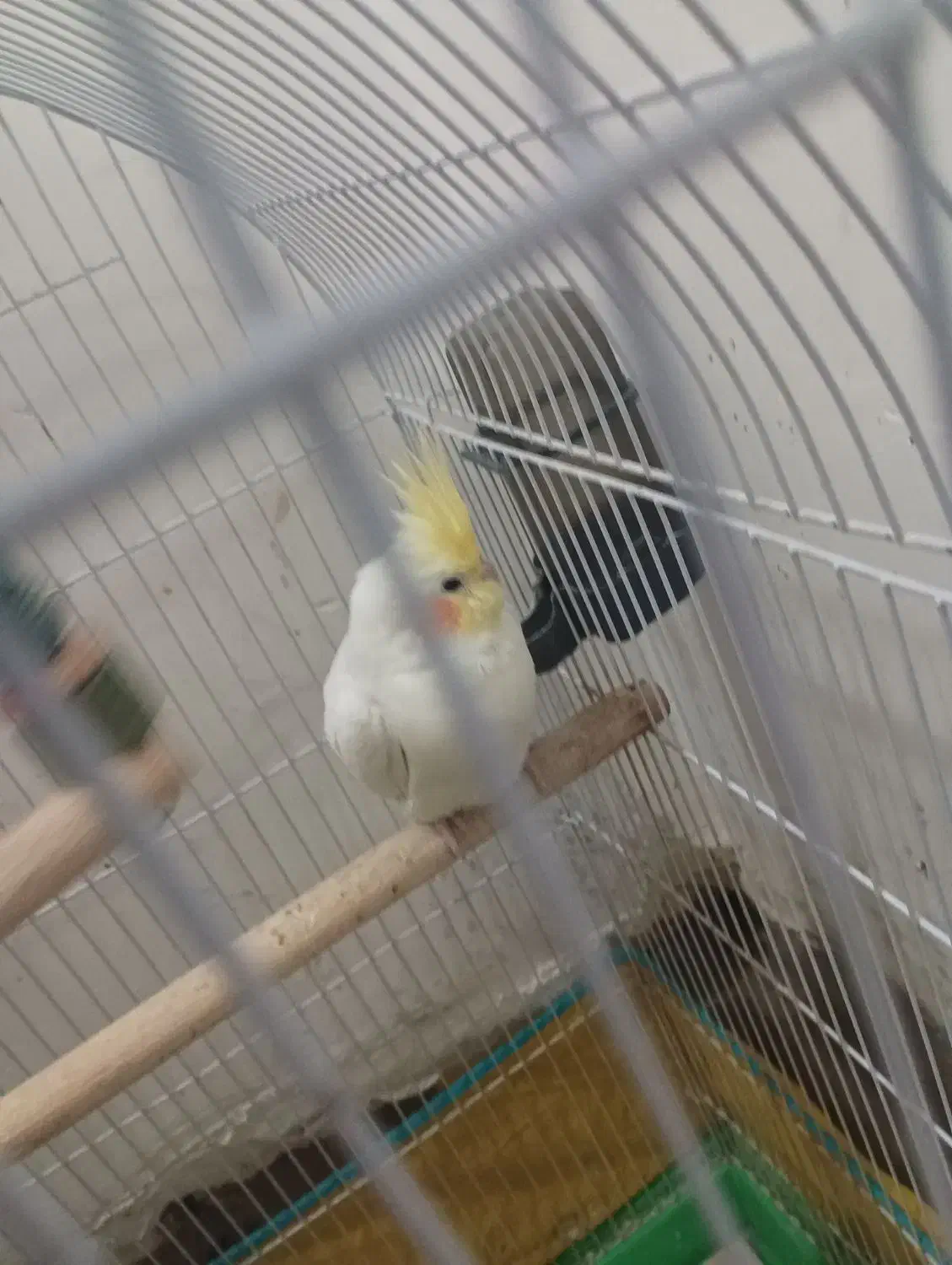 عروس هلندی|پرنده|مشهد, رده|دیوار