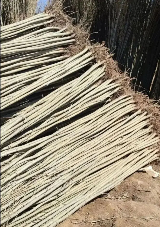 صنوبر و کبوده|خدمات باغبانی و درختکاری|سقز, |دیوار