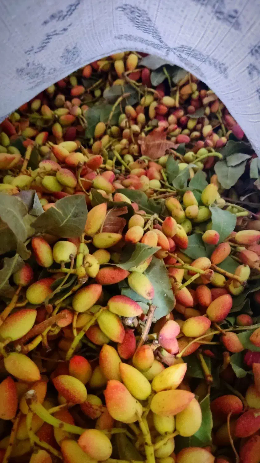 پسته|خوردنی و آشامیدنی|قم, زند آباد|دیوار