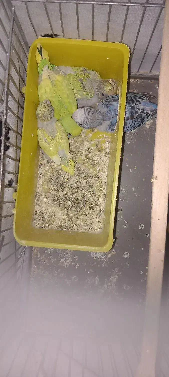 مرغ عشق با قفس و جوجه|پرنده|کرج, خرمدشت|دیوار