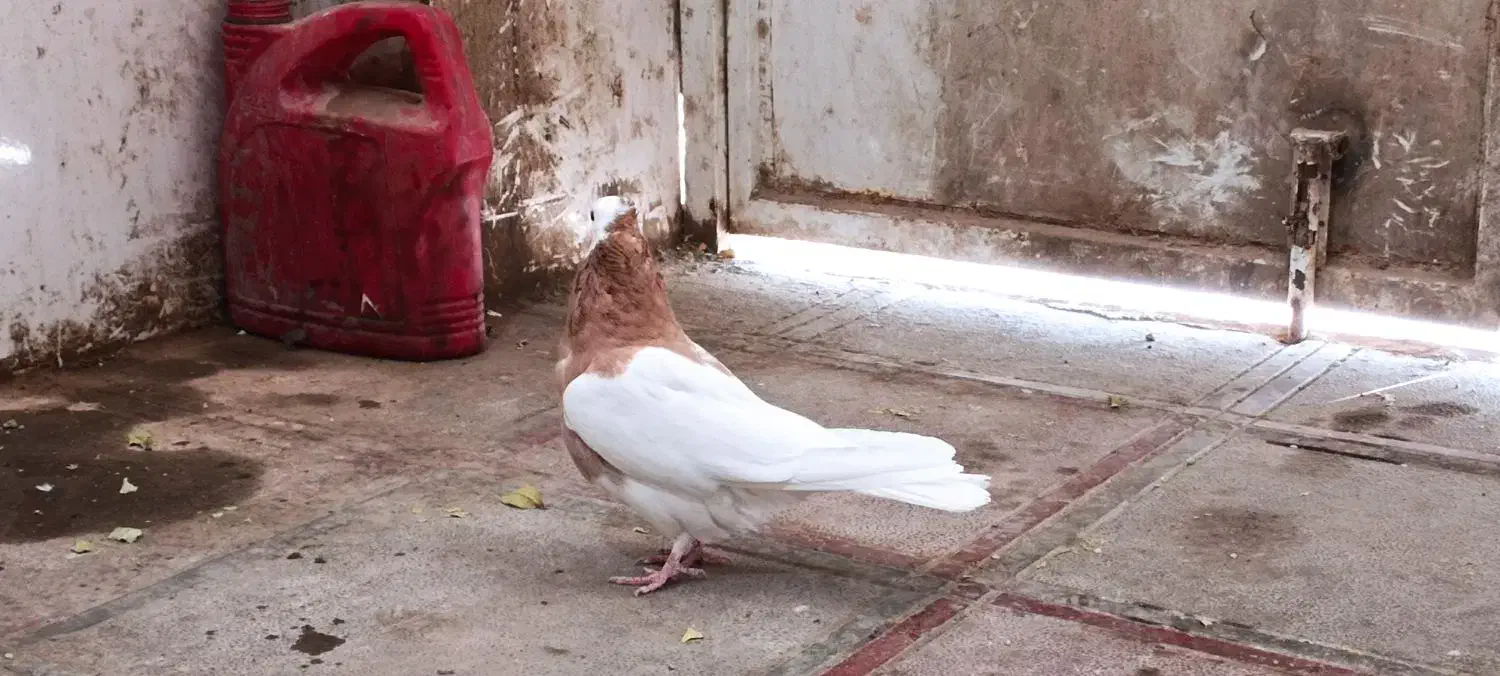 سرحال|پرنده|سبزوار, غرب نیروگاه|دیوار