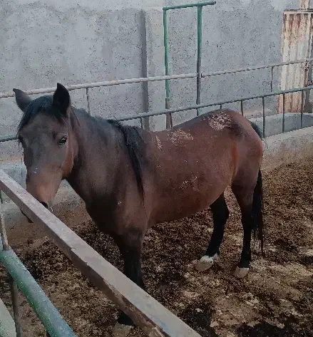 اسب|اسب و تجهیزات اسب‌سواری|قم, دروازه چوبی|دیوار