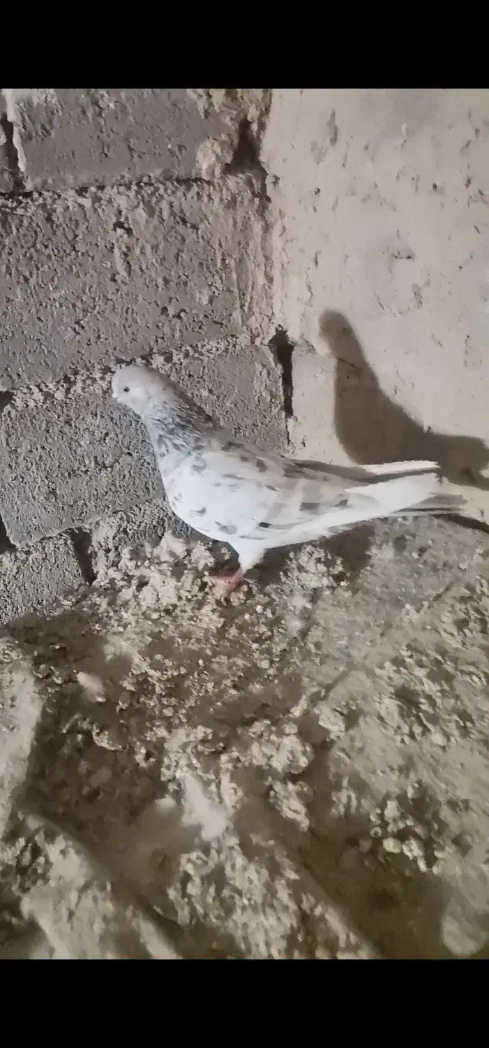 کبوتر سرور ماده|پرنده|بوکان, |دیوار