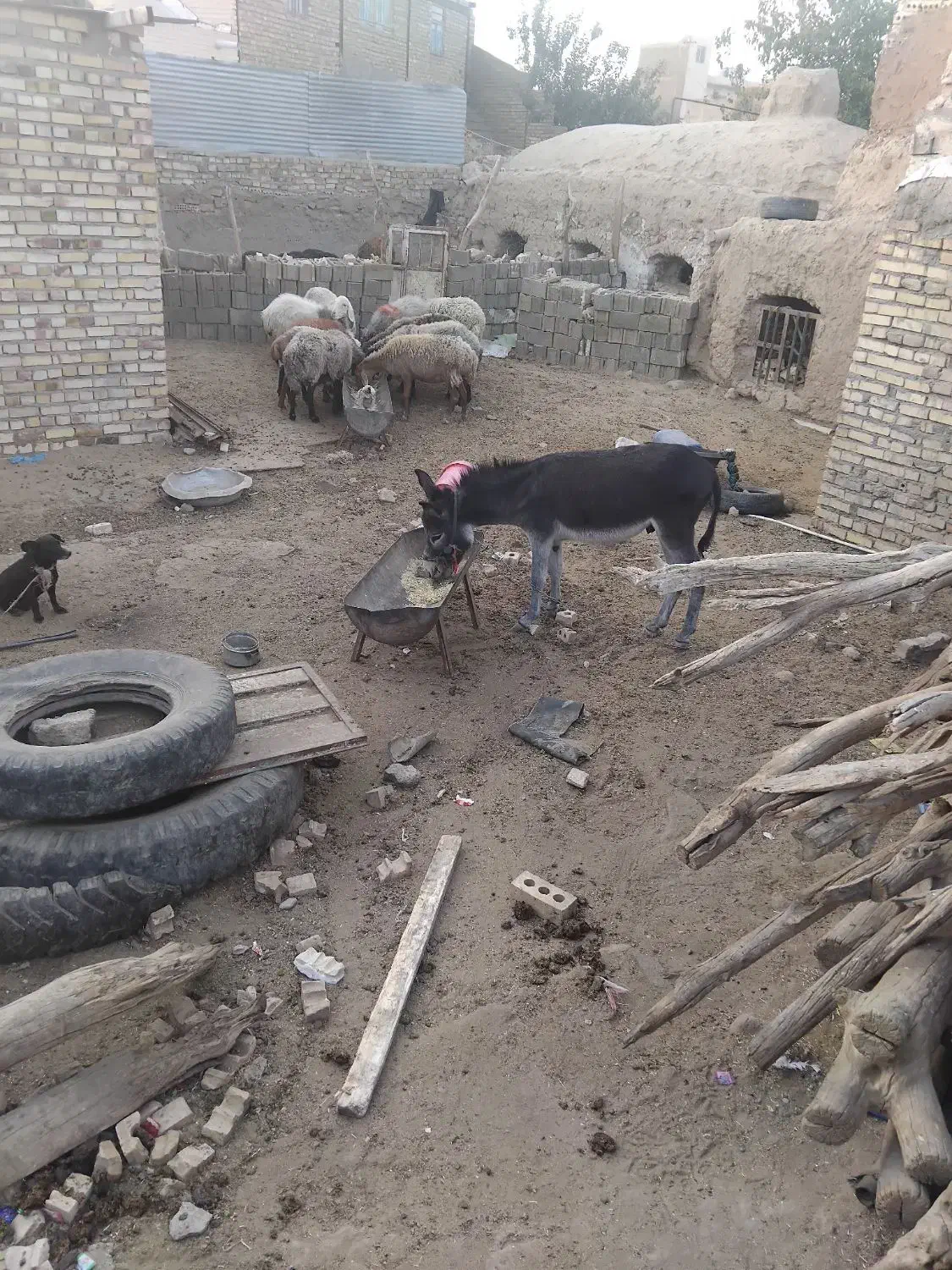 خر نر رمگی یک ساله|حیوانات مزرعه|تربت جام, میان جام|دیوار