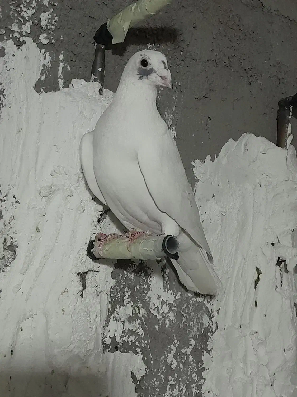 کبوتر|پرنده|شریفآباد, |دیوار