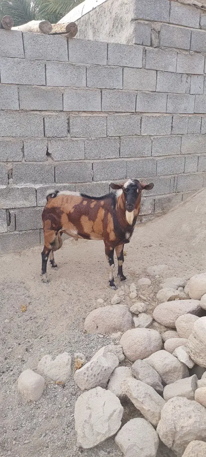 نر بز نژاد بچی|حیوانات مزرعه|فین, |دیوار