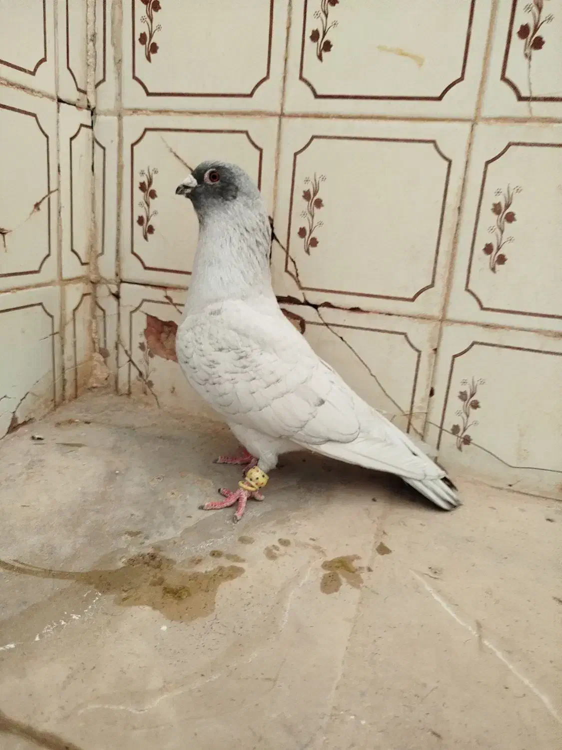 کبوتر|پرنده|شیراز, لاله|دیوار