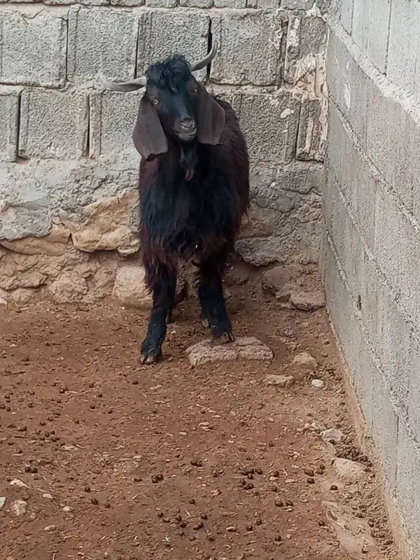 یک عدد بزغاله نر|حیوانات مزرعه|ماهیدشت, |دیوار