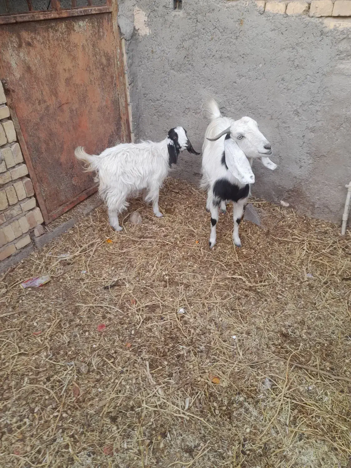 بز جوان آبستن با کره|حیوانات مزرعه|رفسنجان, |دیوار