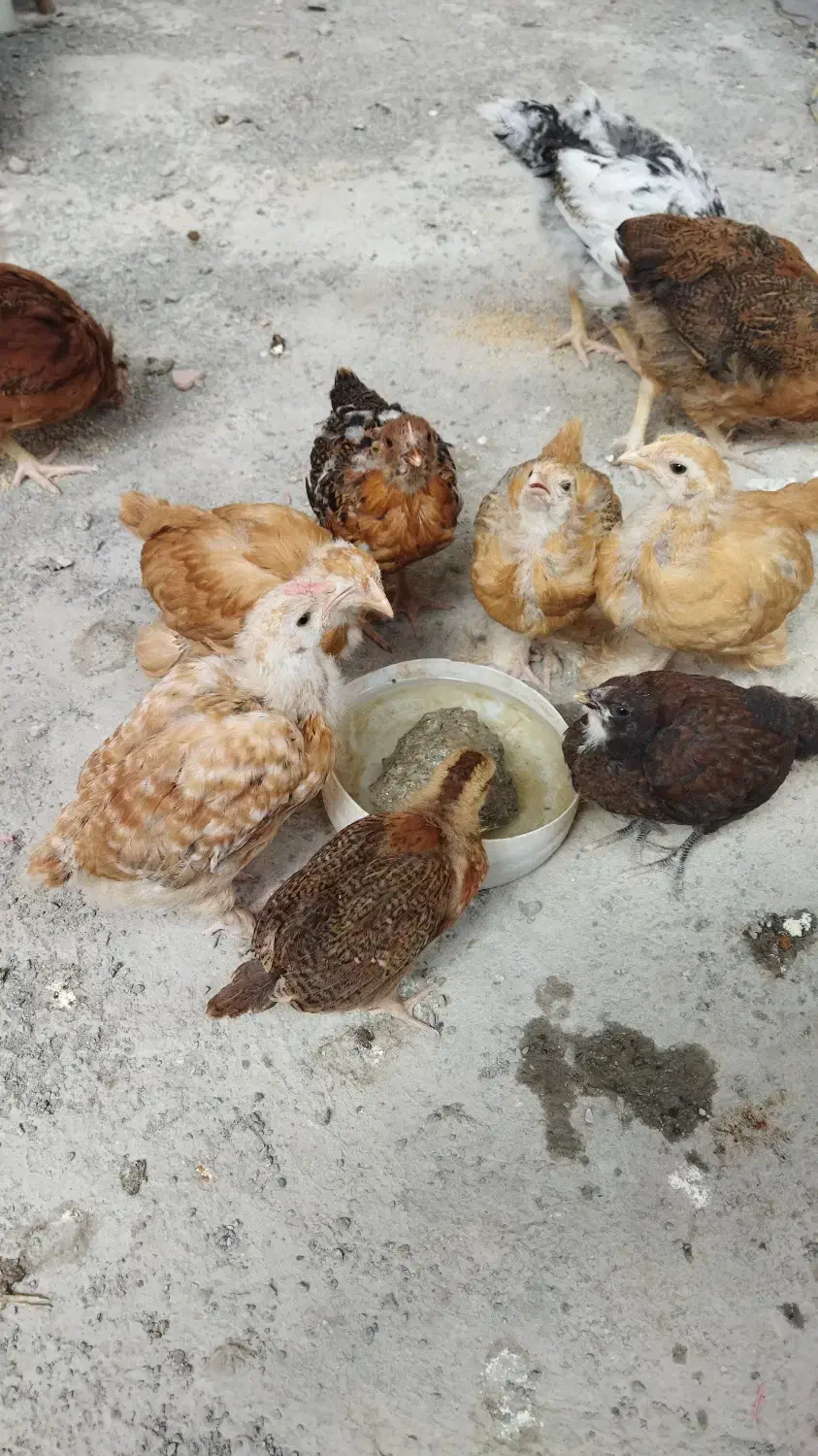 جوجه پاپر و محلی|حیوانات مزرعه|بهشهر, |دیوار