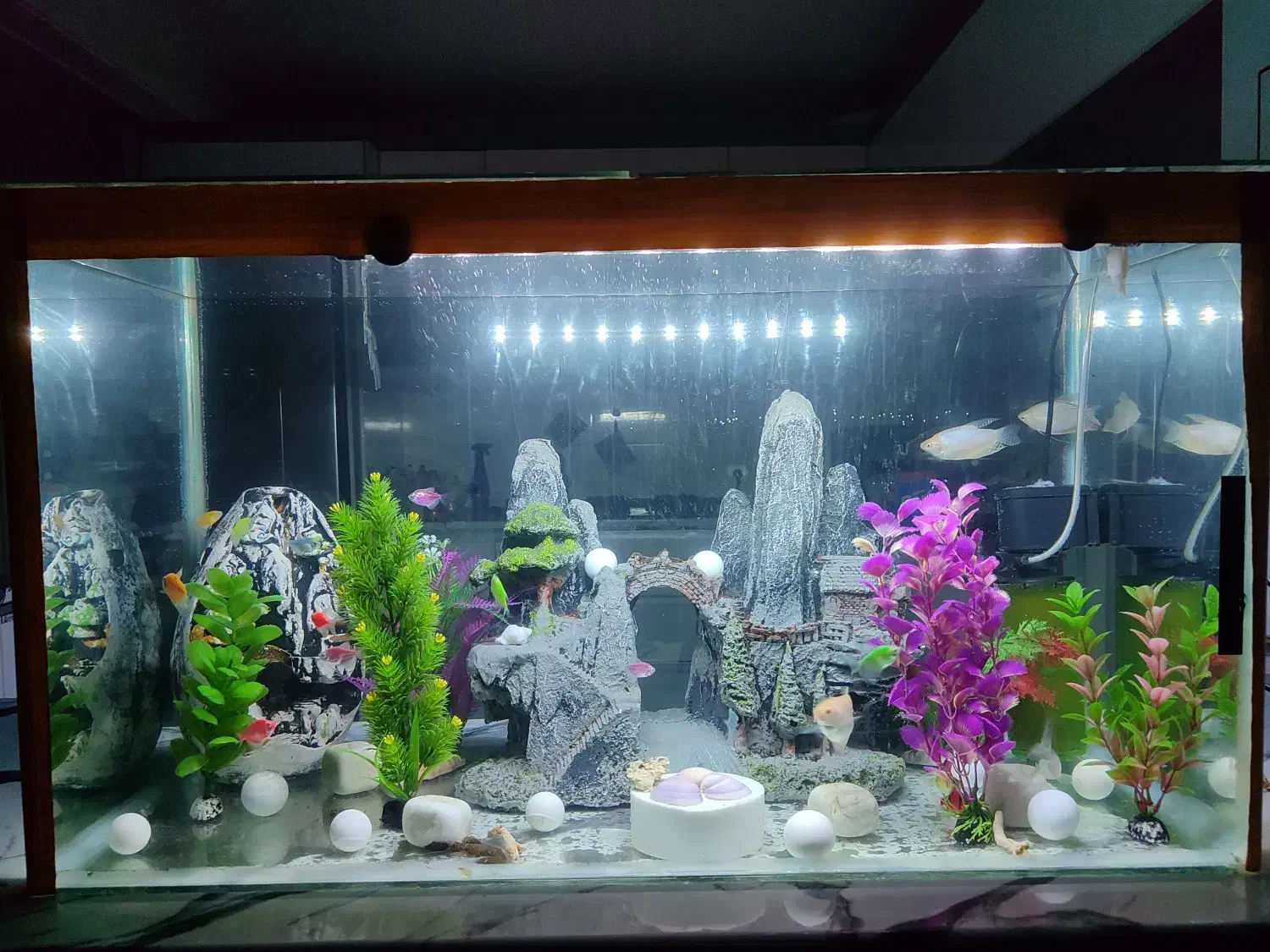 اکواریوم با وسایل کامل|ماهی|همدان, |دیوار