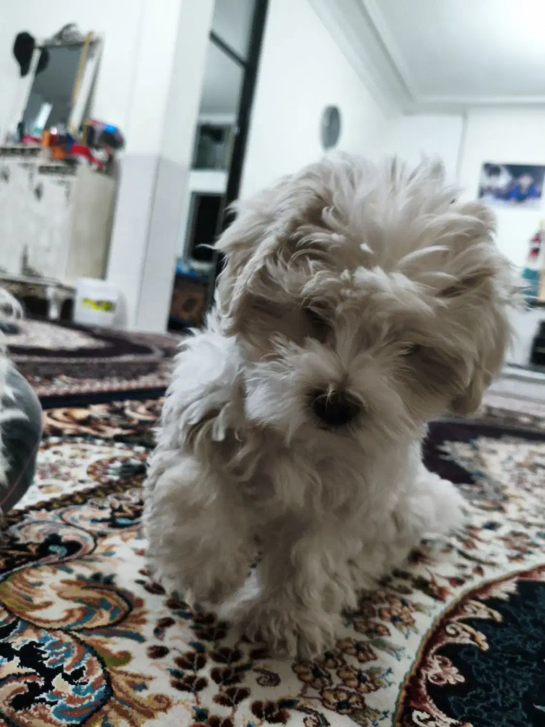 حیوان خانگی سگ|سگ|بم, |دیوار