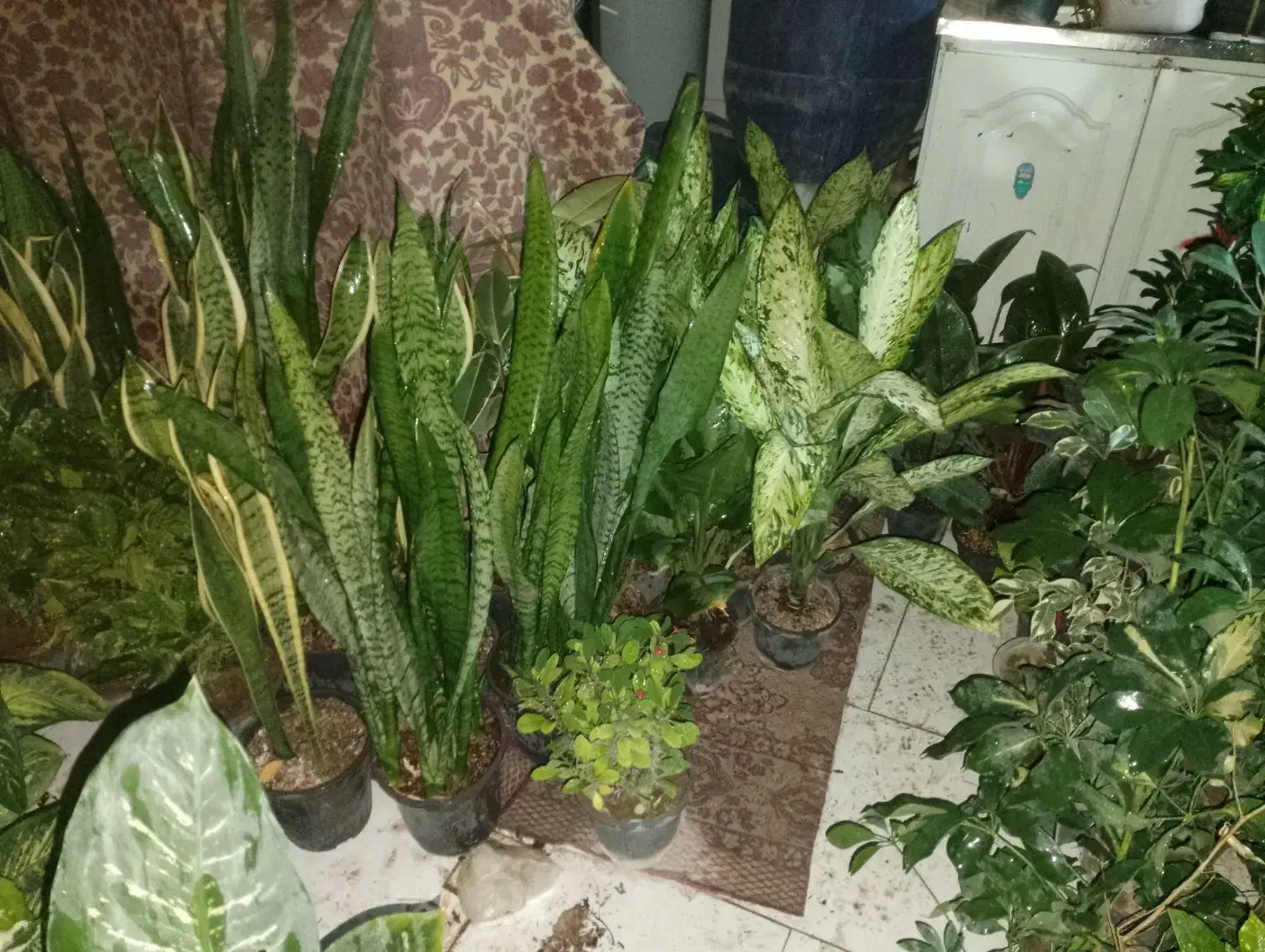 گل گیاه|گل و گیاه طبیعی|رودهن, |دیوار