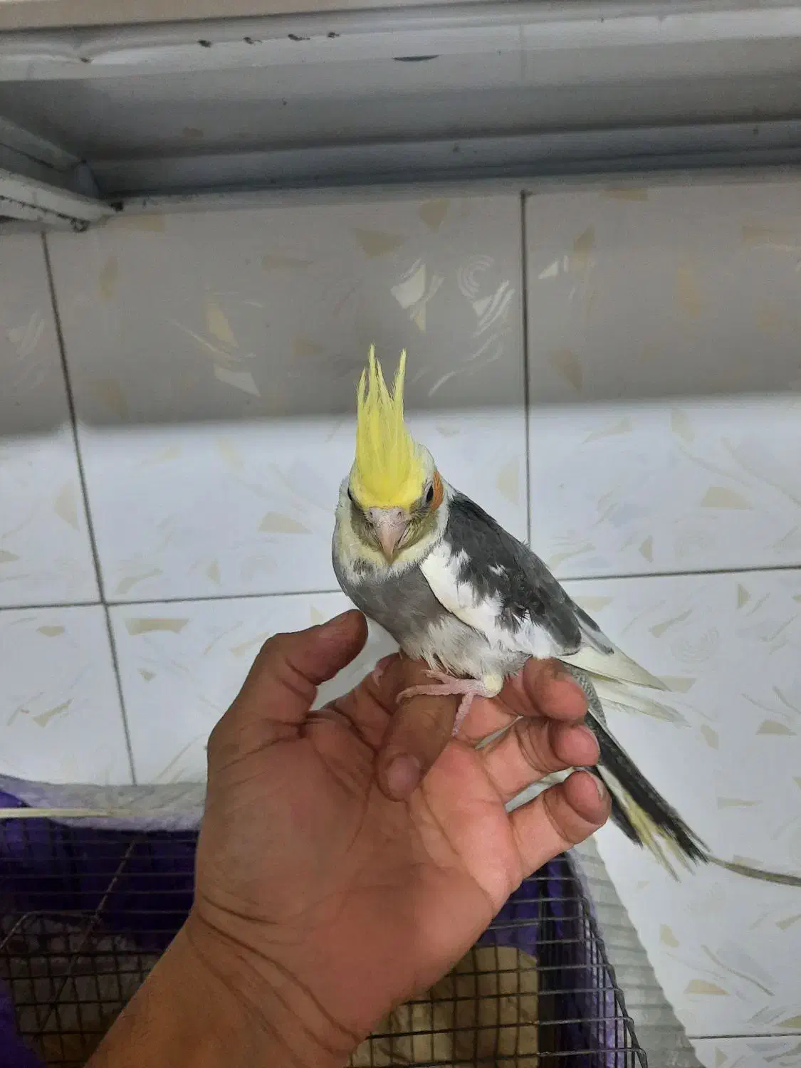 جوجه عروس هلندی|پرنده|قلعه نو, |دیوار