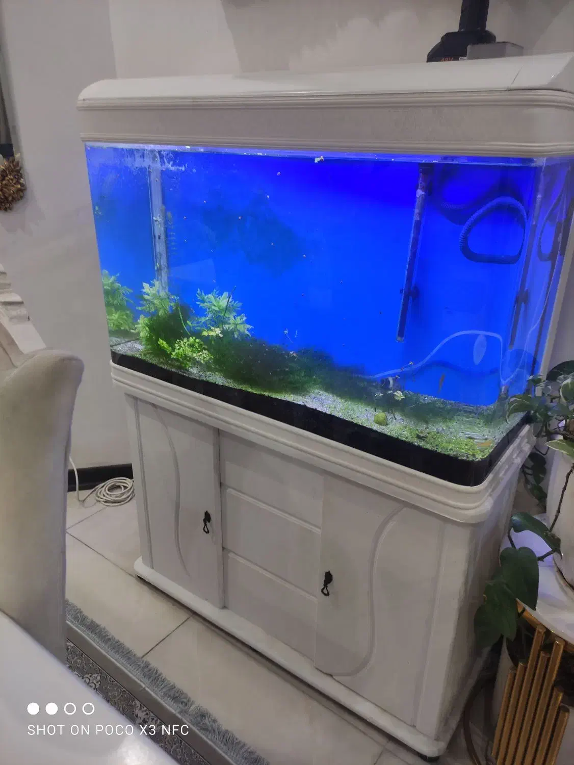 آکواریوم|ماهی|اهواز, کوی جانبازان(دانش)|دیوار