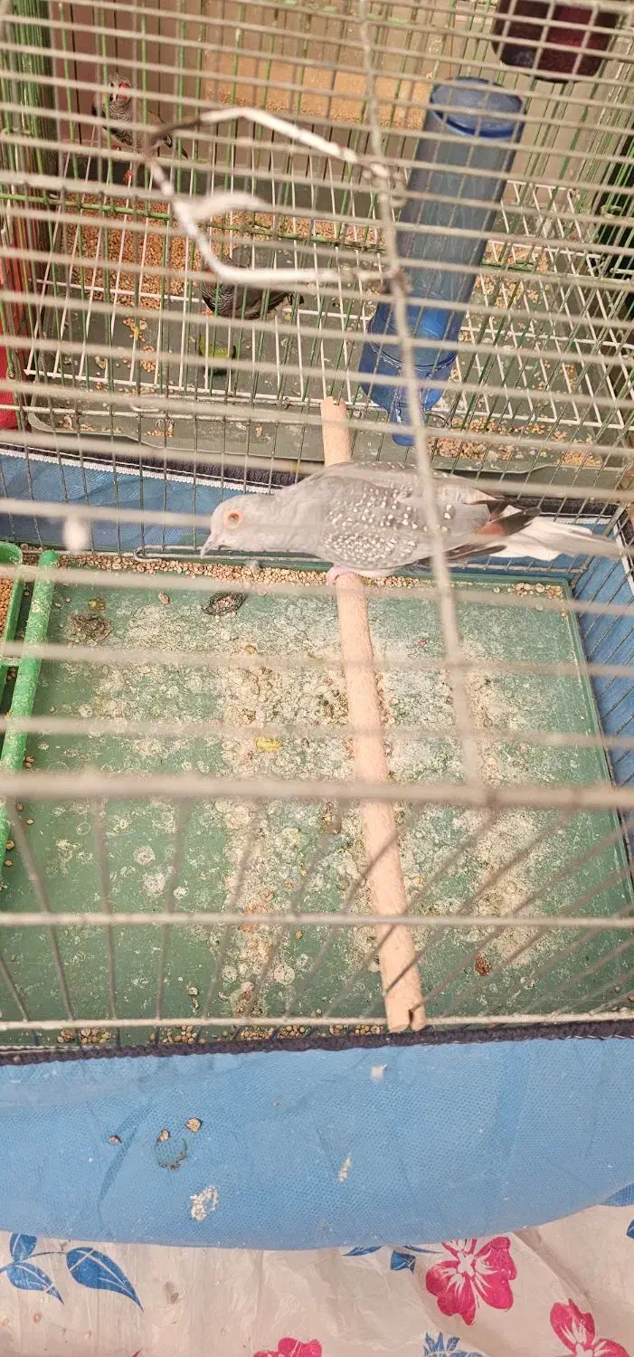 تعدادی پرنده|پرنده|شیراز, شهرک سراج|دیوار