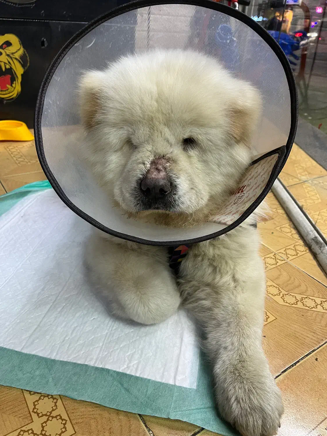 چاو چاو|سگ|رشت, جهاد|دیوار