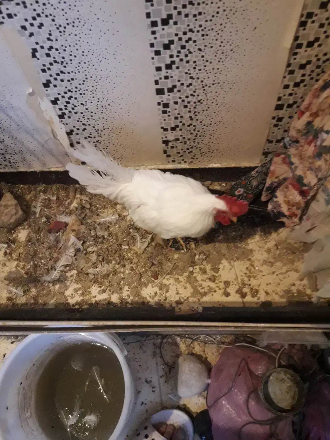 جوجه خروس|حیوانات مزرعه|کرج, بنیاد|دیوار