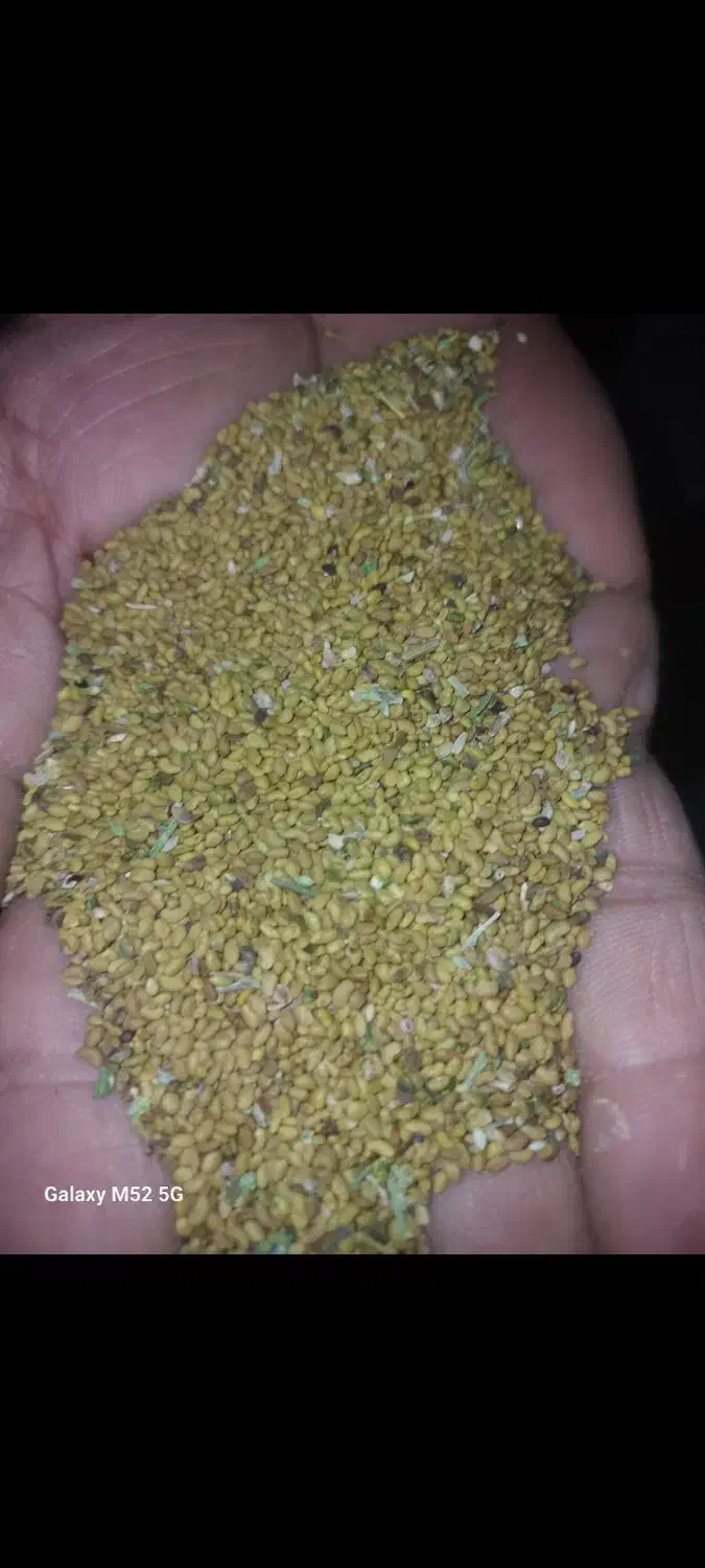 بذر یونجه اصیل همدانی پایه بلند«هر کیلو330»|خدمات باغبانی و درختکاری|ملایر, |دیوار