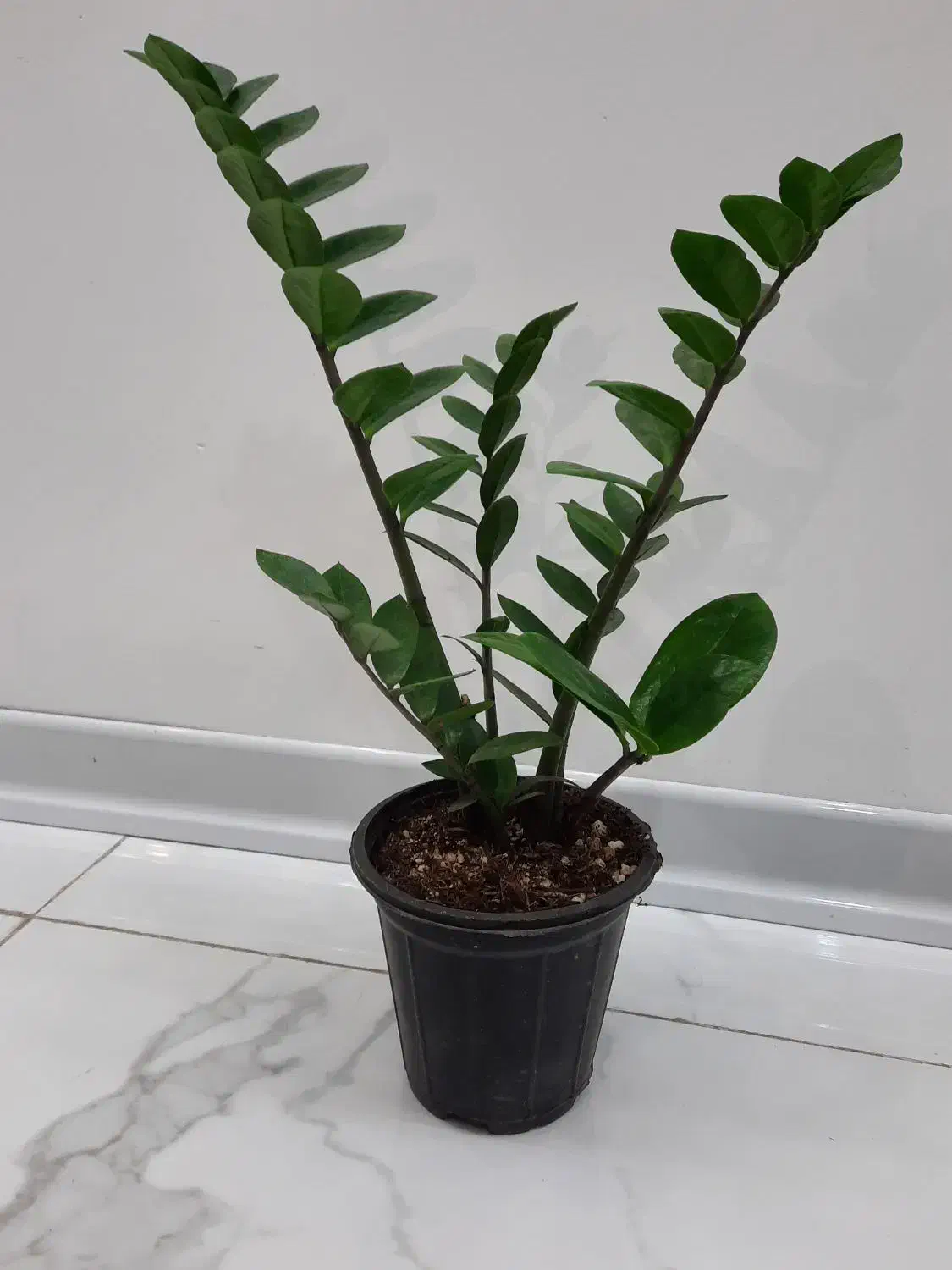 فروش فوری گل|گل و گیاه طبیعی|فولادشهر, B4|دیوار