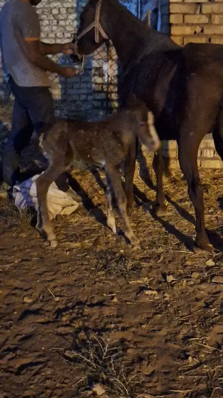 کره مادیان|اسب و تجهیزات اسبسواری|قم, پردیسان|دیوار