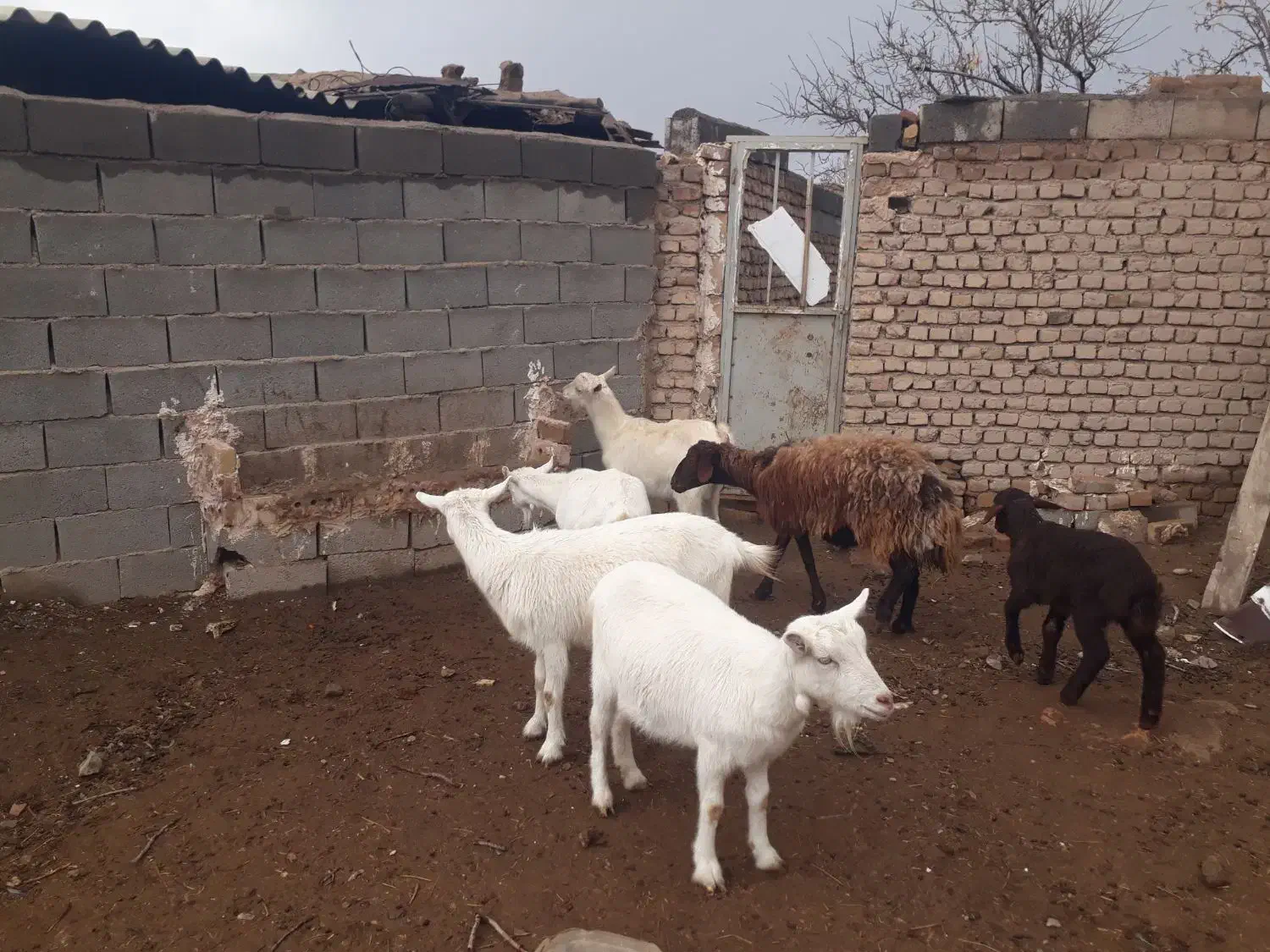 بزسانن|حیوانات مزرعه|فیروزه, |دیوار