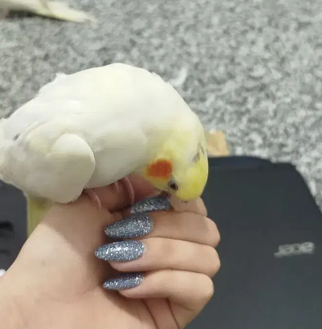 عروس هلندی|پرنده|شوش, |دیوار